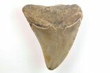 Bargain, 3.15" Fossil Megalodon Tooth - North Carolina - #200653-1